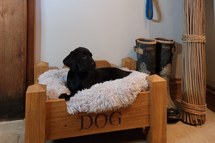 MAN'S BEST FRIEND