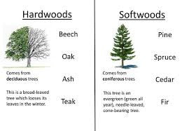 softwood trees